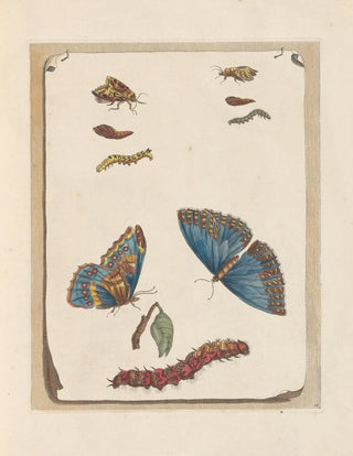Maria Sibylla Merian - Dissertation sur la generation et les transformations des insectes de Surinam Pl16.webp