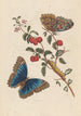 Dissertation on the generation and transformations of insects from Suriname Pl18 - Maria Sibylla Merian — artwork view