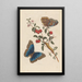 Dissertation on the generation and transformations of insects from Suriname Pl18 - Maria Sibylla Merian — framed artwork on a wall