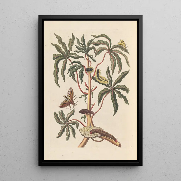 Dissertation on the generation and transformations of insects from Suriname Pl19 - Maria Sibylla Merian — framed artwork on a wall