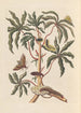 Dissertation on the generation and transformations of insects from Suriname Pl19 - Maria Sibylla Merian — artwork view