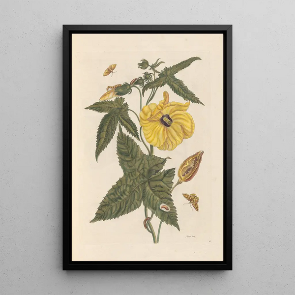 Dissertation on the generation and transformations of insects from Suriname Pl20 - Maria Sibylla Merian — framed artwork on a wall
