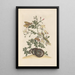 Dissertation on the generation and transformations of insects from Suriname Pl22 - Maria Sibylla Merian — framed artwork on a wall