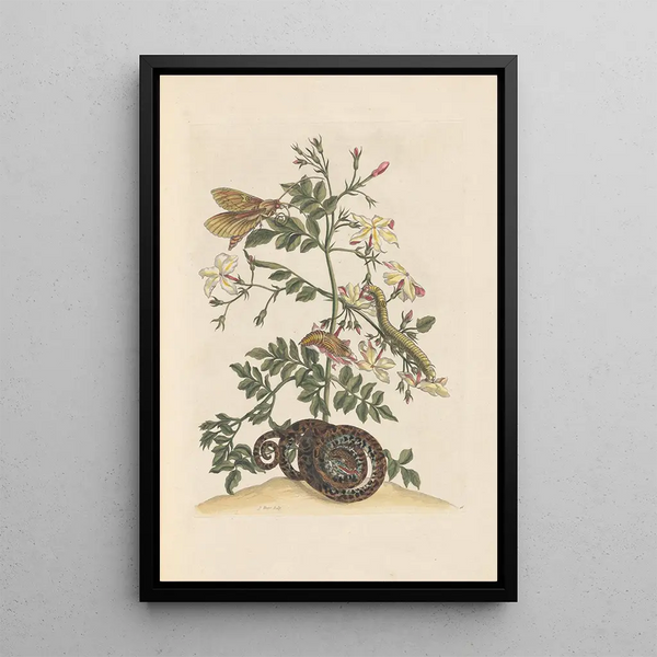 Dissertation on the generation and transformations of insects from Suriname Pl22 - Maria Sibylla Merian — framed artwork on a wall