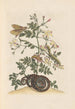 Dissertation on the generation and transformations of insects from Suriname Pl22 - Maria Sibylla Merian — artwork view