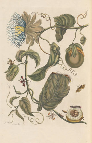 Maria Sibylla Merian - Dissertation sur la generation et les transformations des insectes de Surinam Pl23.webp