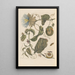 Dissertation on the generation and transformations of insects from Suriname Pl23 - Maria Sibylla Merian — framed artwork on a wall