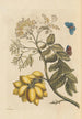 Dissertation sur la génération et les transformations des insectes de Surinam Pl24 - Maria Sibylla Merian — artwork view