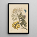 Dissertation sur la génération et les transformations des insectes de Surinam Pl24 - Maria Sibylla Merian — framed artwork on a wall