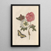 Dissertation on the generation and transformations of insects from Suriname Pl25 - Maria Sibylla Merian — framed artwork on a wall