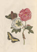 Dissertation on the generation and transformations of insects from Suriname Pl25 - Maria Sibylla Merian — artwork view