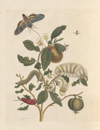 Maria Sibylla Merian - Dissertation sur la generation et les transformations des insectes de Surinam Pl26.webp