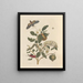 Dissertation on the generation and transformations of insects from Suriname Pl26 - Maria Sibylla Merian — framed artwork on a wall