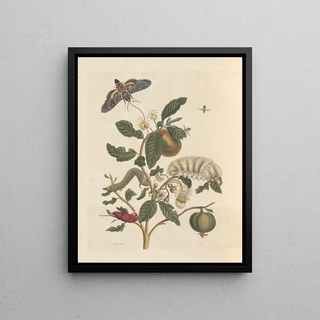 Maria Sibylla Merian - Dissertation sur la generation et les transformations des insectes de Surinam Pl26.webp