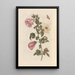 Dissertation on the generation and transformations of insects from Suriname Pl27 - Maria Sibylla Merian — framed artwork on a wall