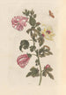 Dissertation on the generation and transformations of insects from Suriname Pl27 - Maria Sibylla Merian — artwork view
