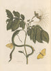 Dissertation on the generation and transformations of insects from Suriname Pl28 - Maria Sibylla Merian — artwork view