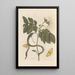Dissertation on the generation and transformations of insects from Suriname Pl28 - Maria Sibylla Merian — framed artwork on a wall
