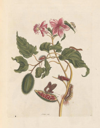 Maria Sibylla Merian - Dissertation sur la generation et les transformations des insectes de Surinam Pl29.webp
