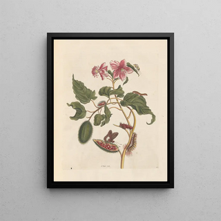 Maria Sibylla Merian - Dissertation sur la generation et les transformations des insectes de Surinam Pl29.webp