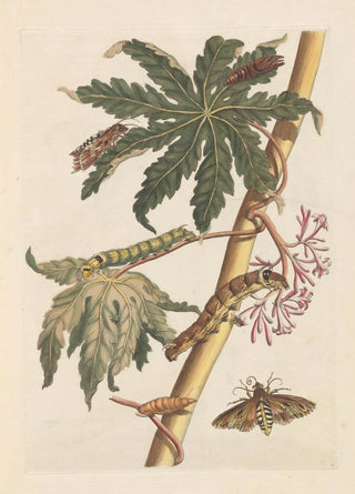 Maria Sibylla Merian - Dissertation sur la generation et les transformations des insectes de Surinam Pl30.webp