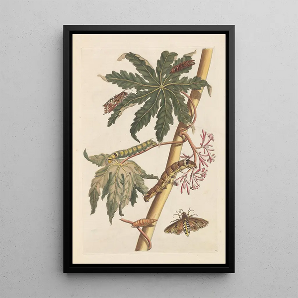 Dissertation sur la génération et les transformations des insectes de Surinam Pl30 - Maria Sibylla Merian — framed artwork on a wall