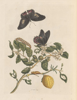Maria Sibylla Merian - Dissertation sur la generation et les transformations des insectes de Surinam Pl31.webp