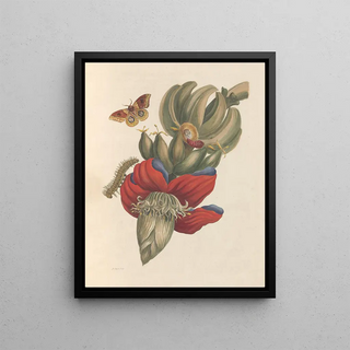 Maria Sibylla Merian - Dissertation sur la generation et les transformations des insectes de Surinam Pl32.webp