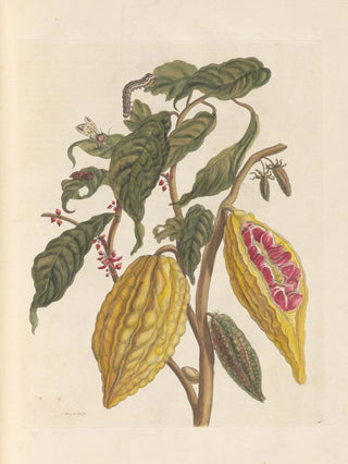 Maria Sibylla Merian - Dissertation sur la generation et les transformations des insectes de Surinam Pl33.webp