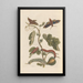Dissertation sur la génération et les transformations des insectes de Surinam Pl34 - Maria Sibylla Merian — framed artwork on a wall