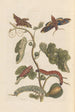 Dissertation sur la génération et les transformations des insectes de Surinam Pl34 - Maria Sibylla Merian — artwork view