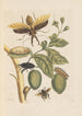 Dissertation on the generation and transformations of insects from Suriname Pl35 - Maria Sibylla Merian — artwork view