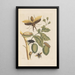 Dissertation on the generation and transformations of insects from Suriname Pl35 - Maria Sibylla Merian — framed artwork on a wall