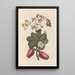 Dissertation on the generation and transformations of insects from Suriname Pl36 - Maria Sibylla Merian — framed artwork on a wall