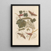 Dissertation sur la génération et les transformations des insectes de Surinam Pl37 - Maria Sibylla Merian — framed artwork on a wall