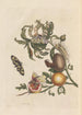 Dissertation sur la génération et les transformations des insectes de Surinam Pl38 - Maria Sibylla Merian — artwork view