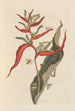 Dissertation on the generation and transformations of insects from Suriname Pl39 - Maria Sibylla Merian — artwork view