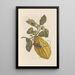Dissertation on the generation and transformations of insects from Suriname Pl40 - Maria Sibylla Merian — framed artwork on a wall