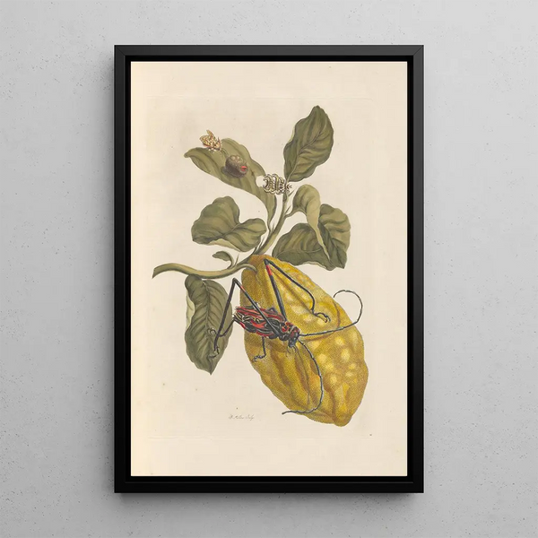 Dissertation on the generation and transformations of insects from Suriname Pl40 - Maria Sibylla Merian — framed artwork on a wall