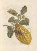 Dissertation on the generation and transformations of insects from Suriname Pl40 - Maria Sibylla Merian — artwork view