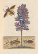 Dissertation on the generation and transformations of insects from Suriname Pl41 - Maria Sibylla Merian — artwork view