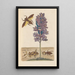 Dissertation on the generation and transformations of insects from Suriname Pl41 - Maria Sibylla Merian — framed artwork on a wall