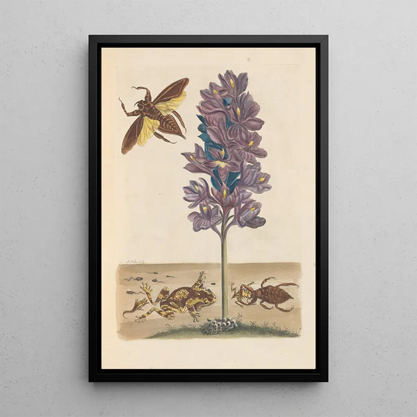 Dissertation on the generation and transformations of insects from Suriname Pl41 - Maria Sibylla Merian — framed artwork on a wall
