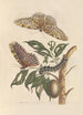 Dissertation on the generation and transformations of insects from Suriname Pl42 - Maria Sibylla Merian — artwork view