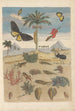 Dissertation on the generation and transformations of insects from Suriname Pl43 - Maria Sibylla Merian — artwork view