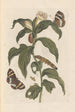 Dissertation sur la génération et les transformations des insectes de Surinam Pl44 - Maria Sibylla Merian — artwork view