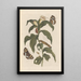 Dissertation sur la génération et les transformations des insectes de Surinam Pl44 - Maria Sibylla Merian — framed artwork on a wall