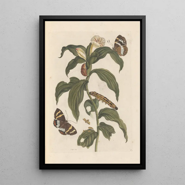 Dissertation sur la génération et les transformations des insectes de Surinam Pl44 - Maria Sibylla Merian — framed artwork on a wall