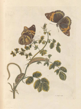 Maria Sibylla Merian - Dissertation sur la generation et les transformations des insectes de Surinam Pl45.webp