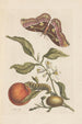 Dissertation sur la génération et les transformations des insectes de Surinam Pl46 - Maria Sibylla Merian — artwork view